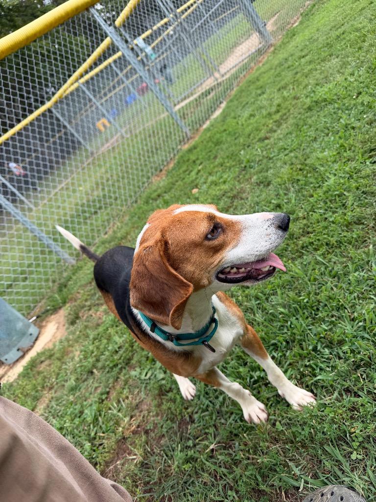 Enlarge Chad, a Adoptable Hound in Mineral, VA image 3/4