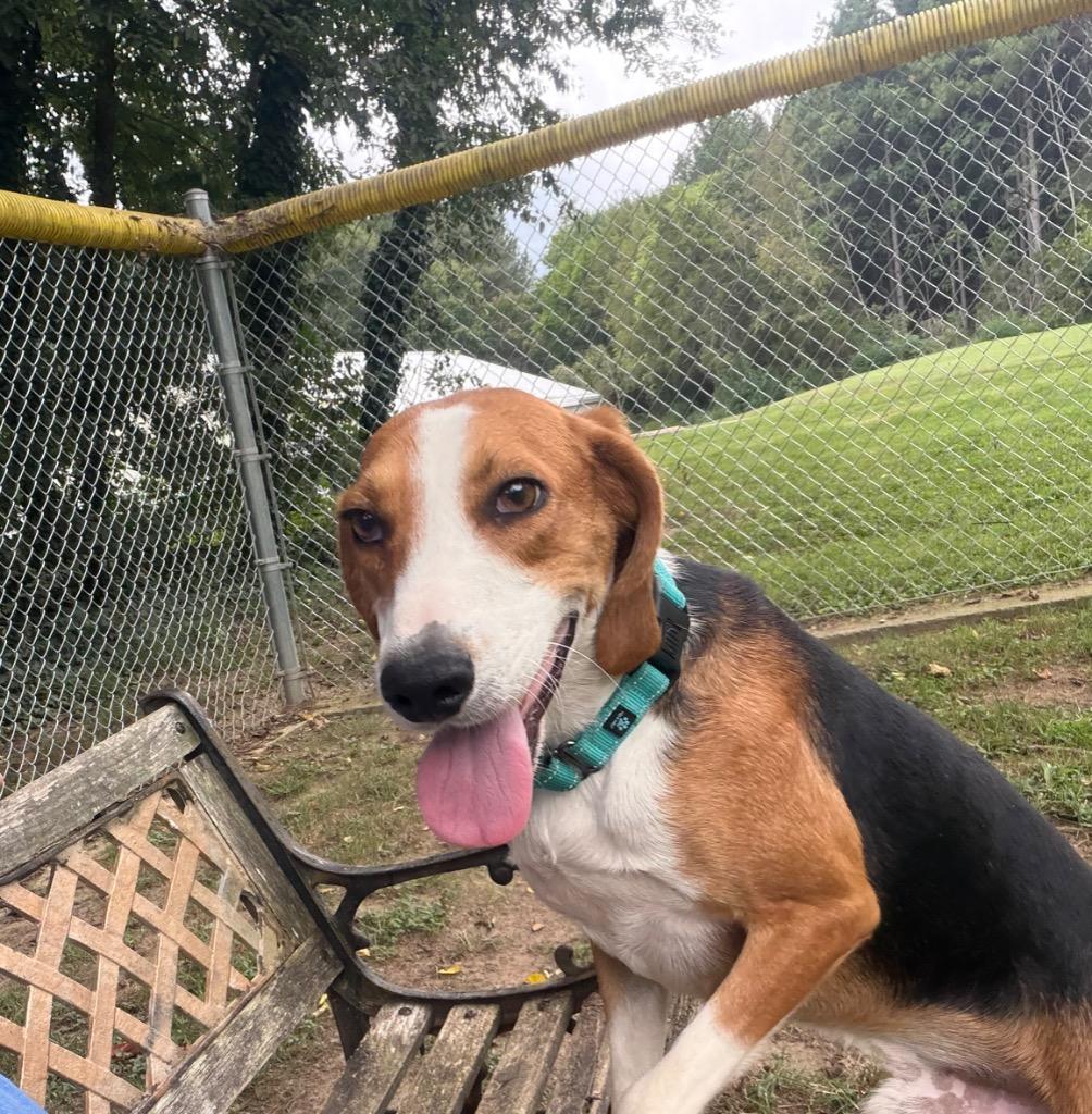 Enlarge Chad, a Adoptable Hound in Mineral, VA image 4/4