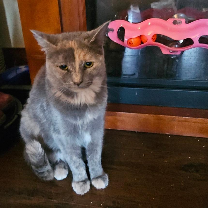 Enlarge Buttercream, a Adoptable Domestic Short Hair in Ringtown, PA image 1/4