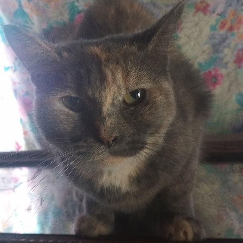 Buttercream, Adoptable, Young Female Domestic Short Hair.