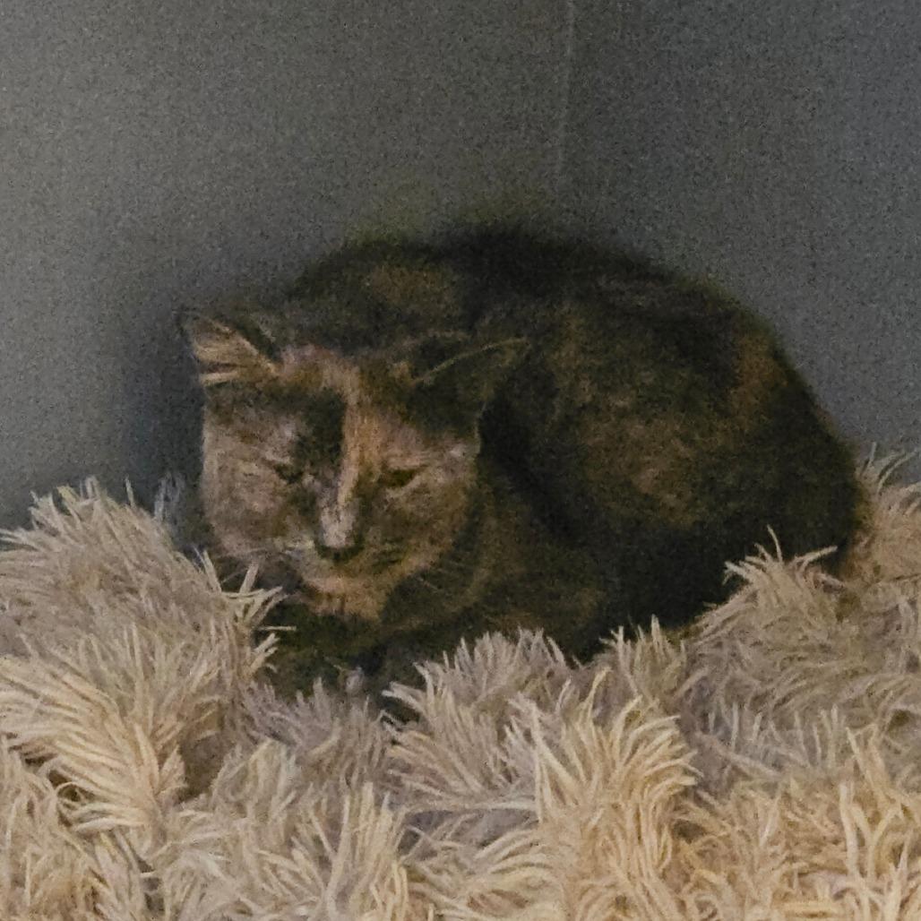 Buttercream, a Adoptable Domestic Short Hair in Ringtown, PA image 2/3