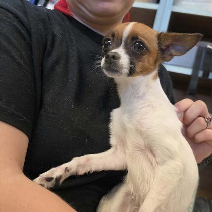 Enlarge Maisie, a Adoptable mixed breed in Scottsbluff, NE image 1/1