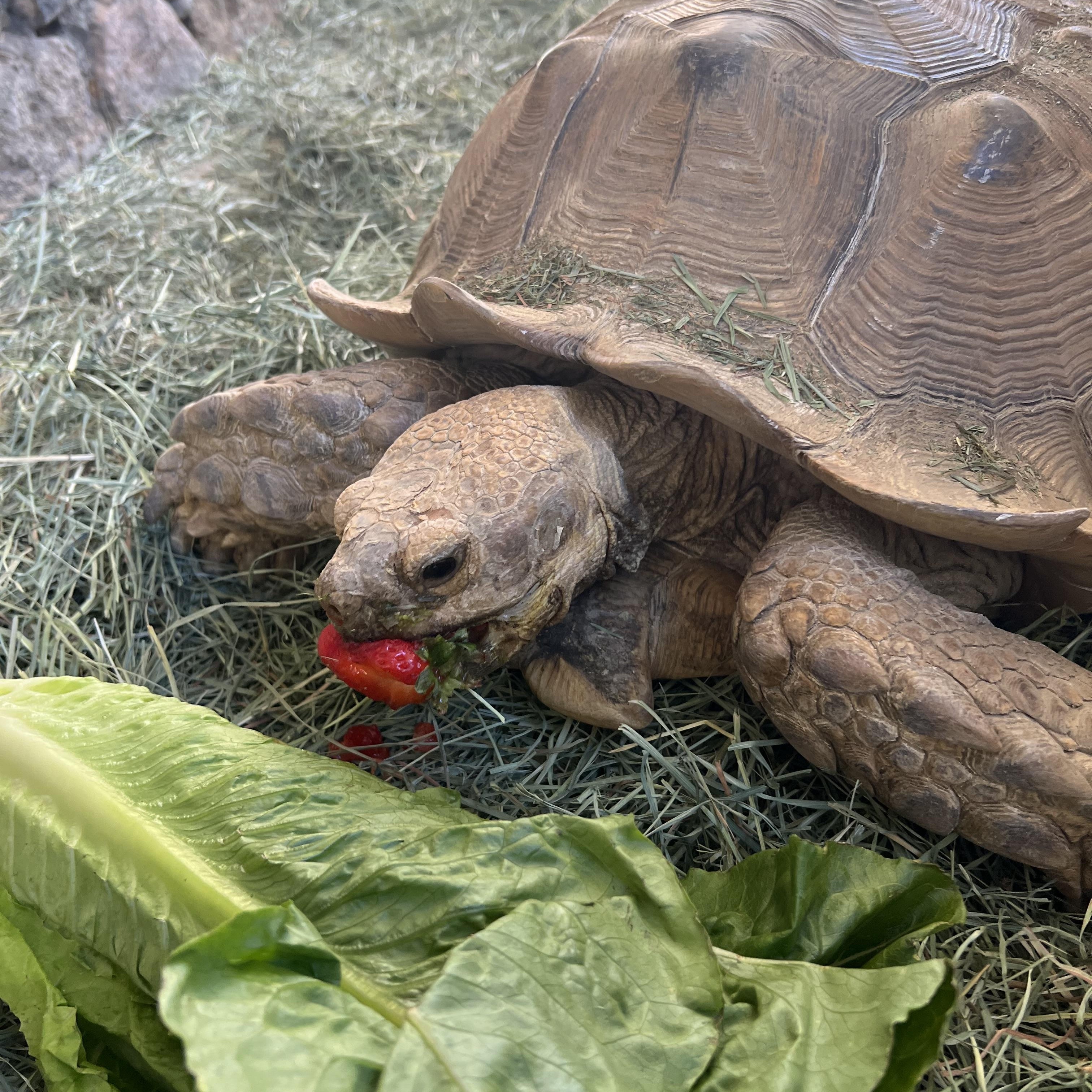 Enlarge Bobbin, a Adoptable Sulcata in Palm Desert, CA image 2/4