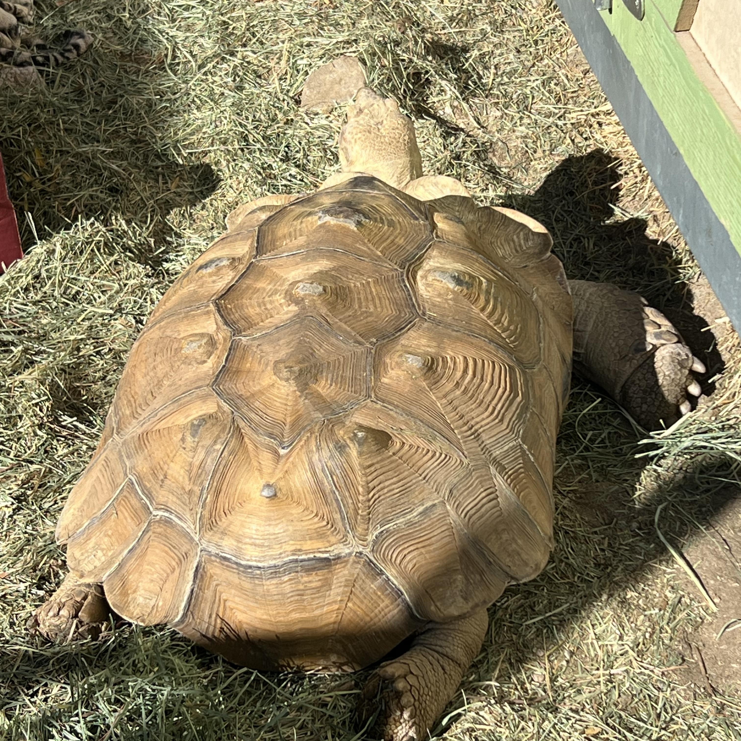 Enlarge Bobbin, a Adoptable Sulcata in Palm Desert, CA image 3/4