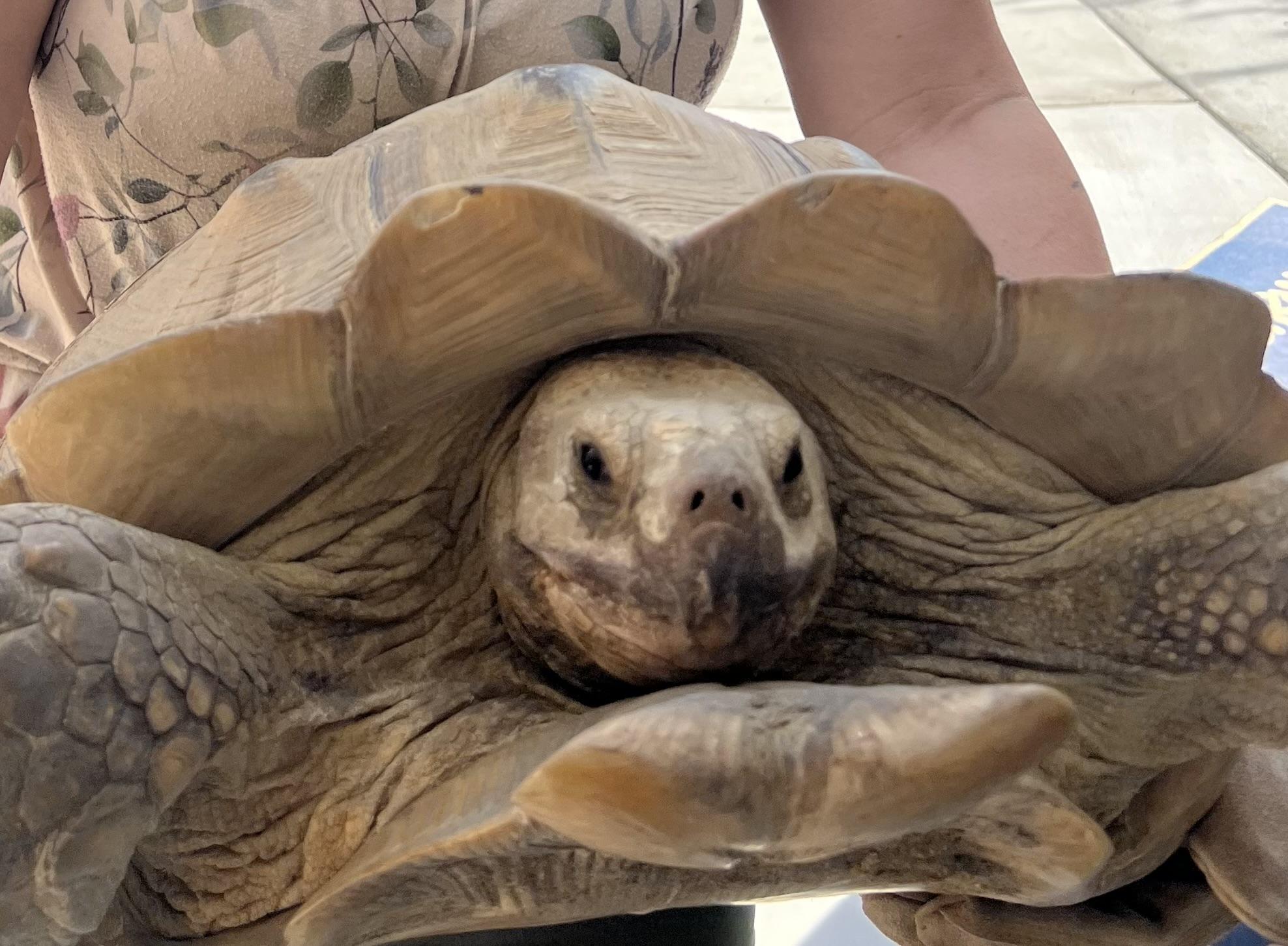 Bobbin, Adoptable, Adult Male Sulcata.