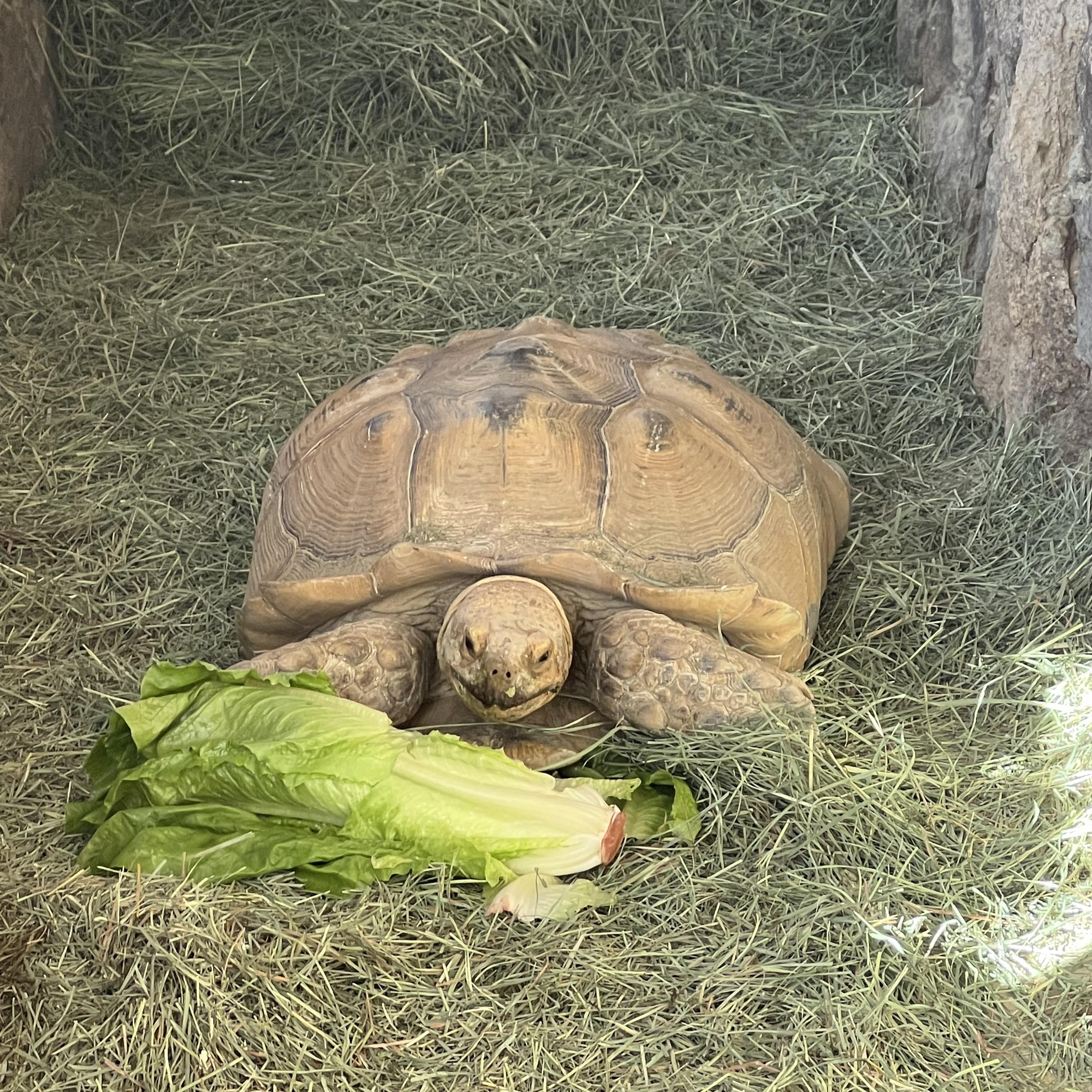 Enlarge Bobbin, a Adoptable Sulcata in Palm Desert, CA image 4/4