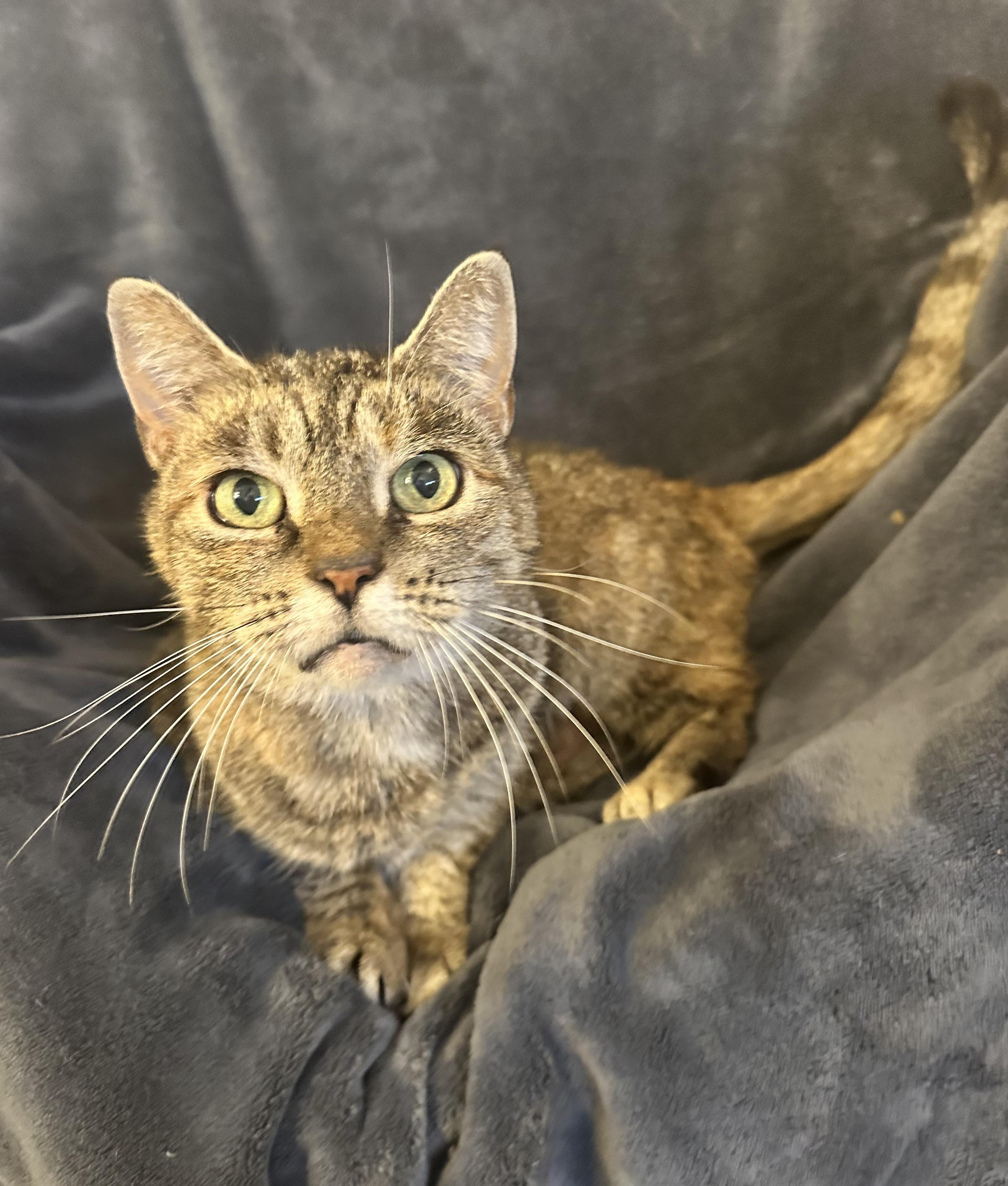 Claire, Adoptable, Young Female Tabby.