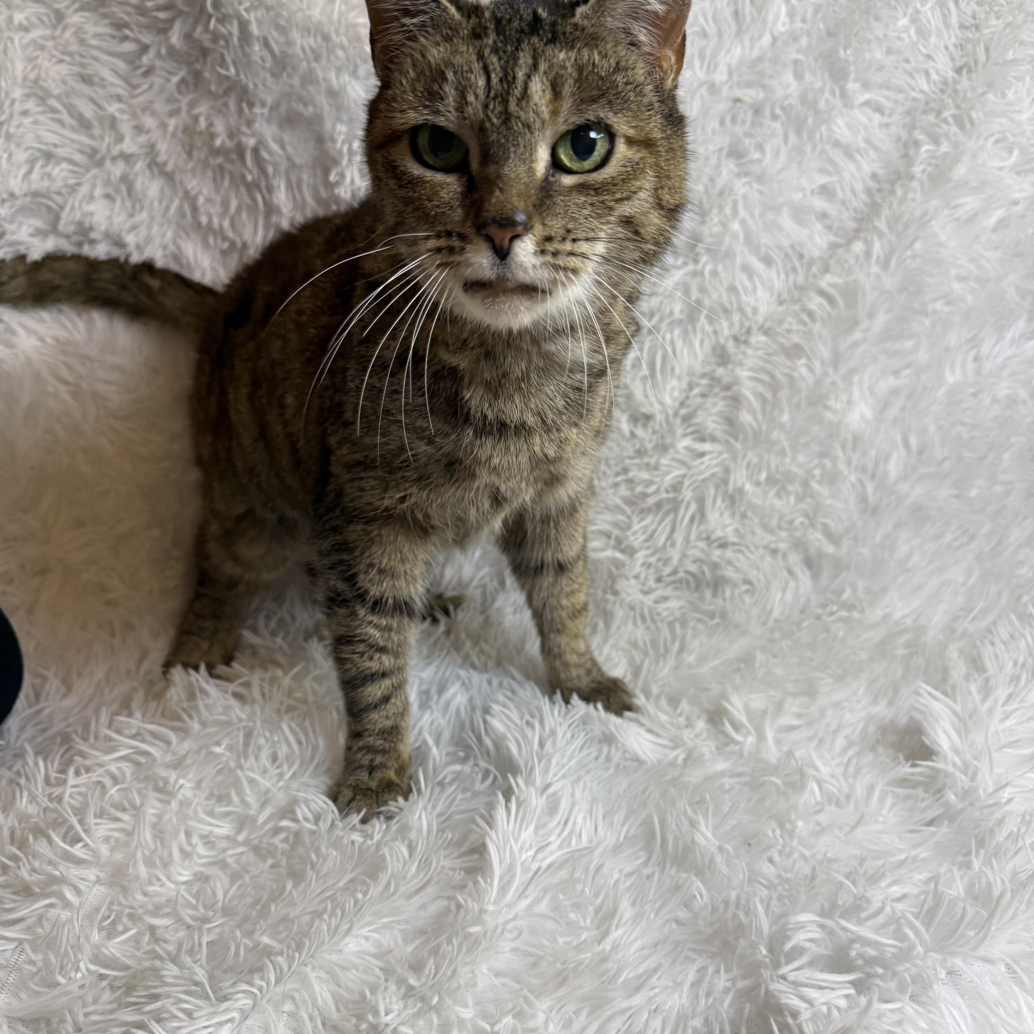 Claire, a Adoptable Tabby in Copley, OH image 2/6