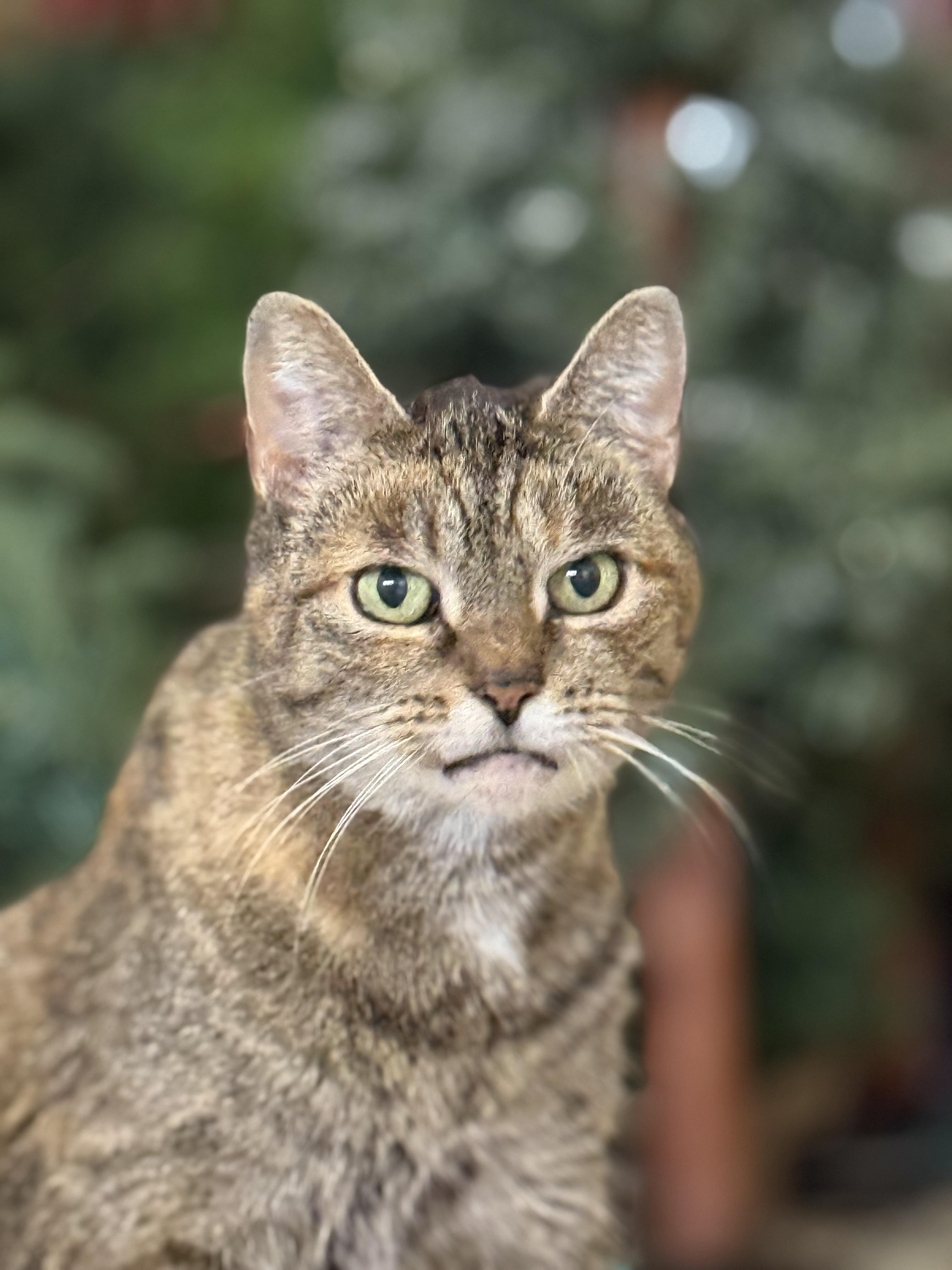 Claire, a Adoptable Tabby in Copley, OH image 3/6