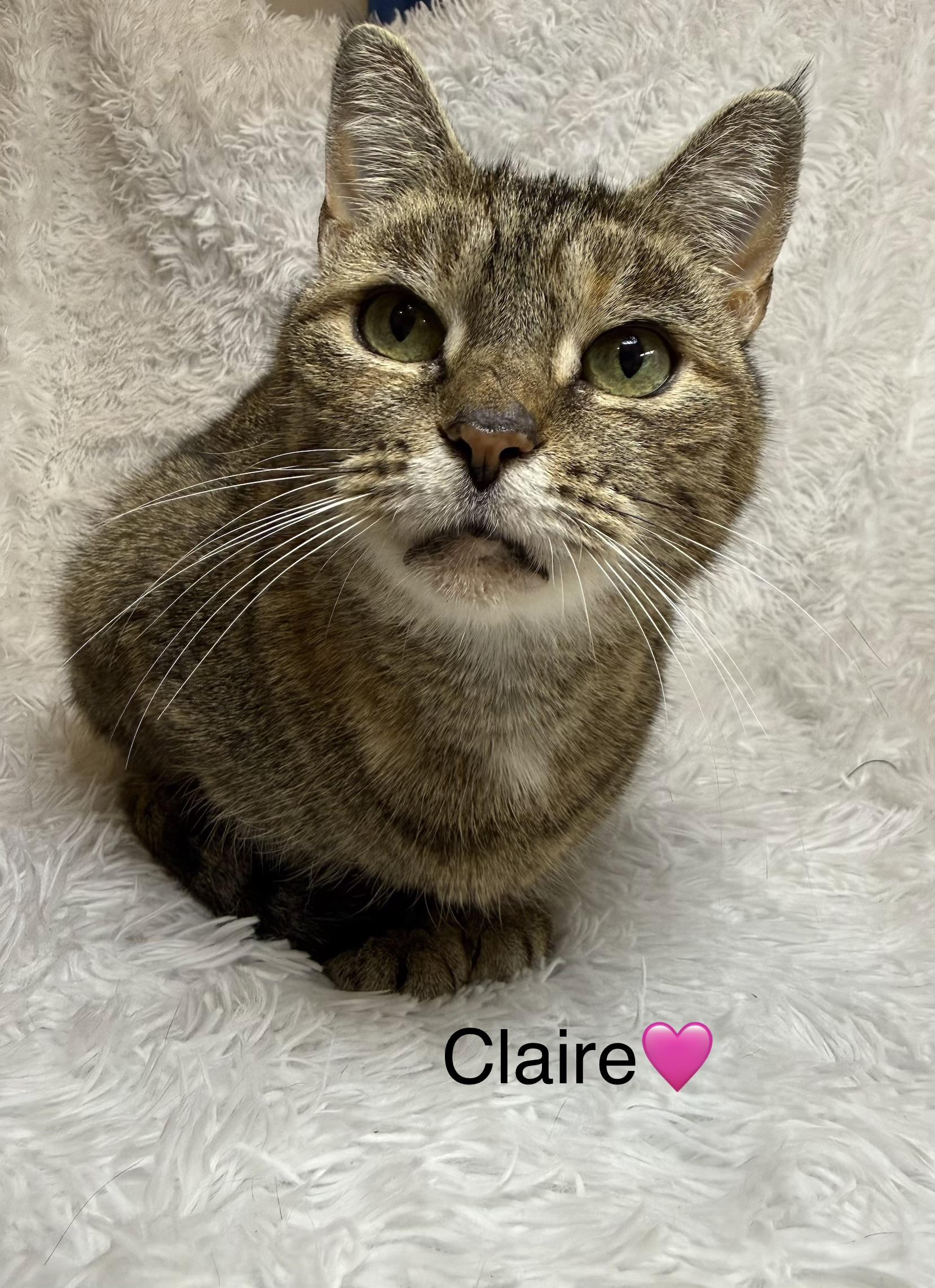 Claire, a Adoptable Tabby in Copley, OH image 4/6