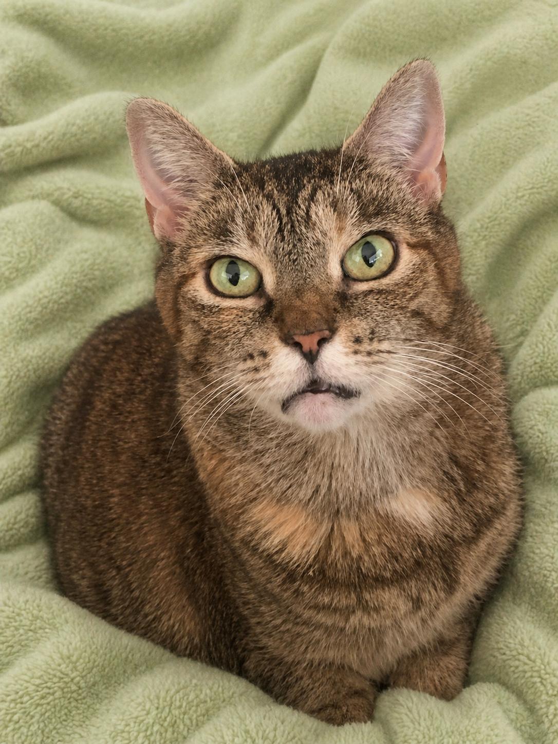 Claire, an adoptable Domestic Short Hair in Copley, OH image 2/4
