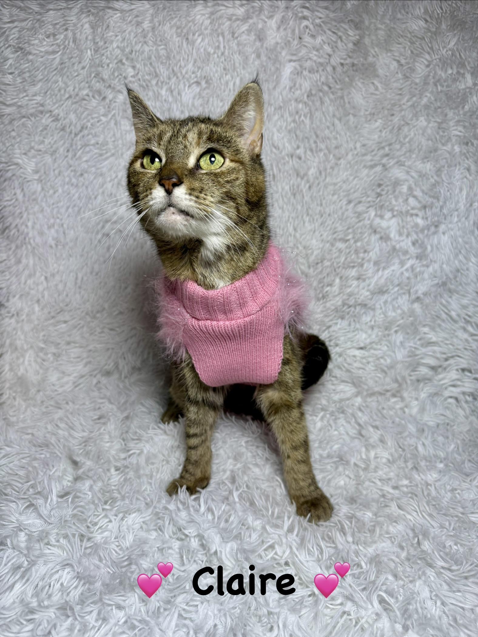 Claire, Adoptable, Young Female Tabby.
