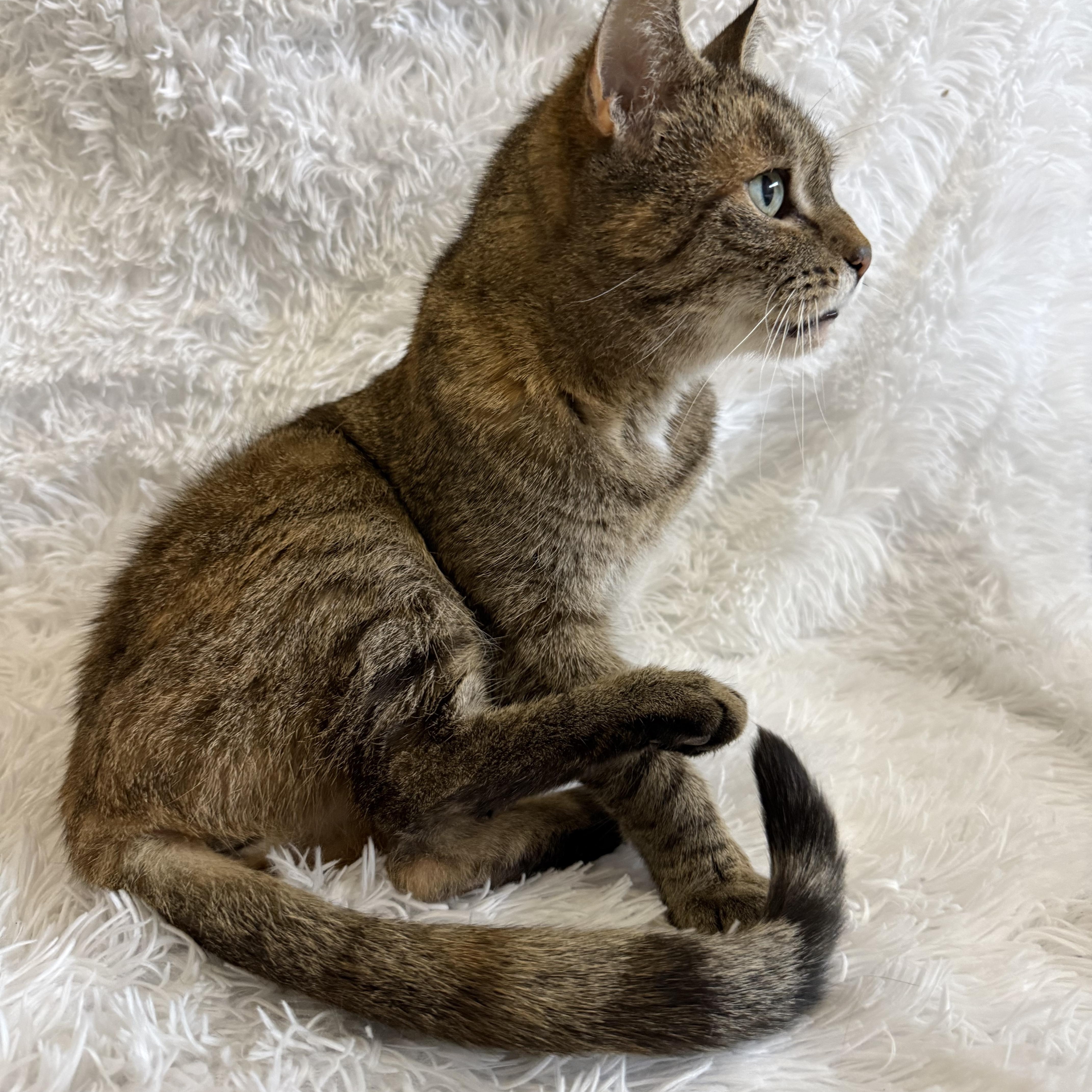 Claire, a Adoptable Tabby in Copley, OH image 6/6