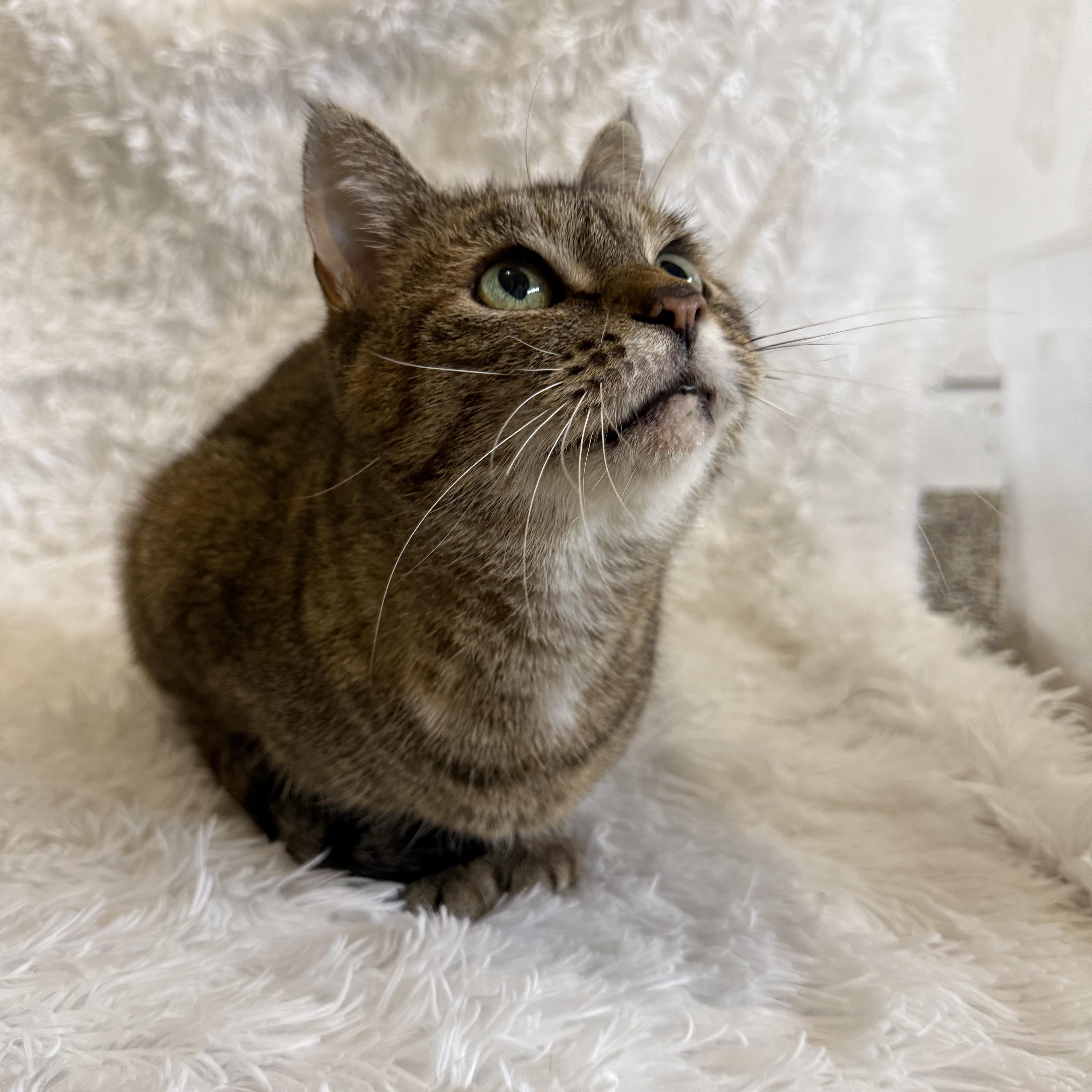 Claire, adoptable, Young Female Domestic Short Hair.