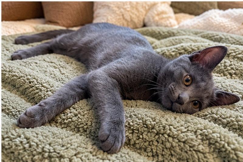 Opie photo