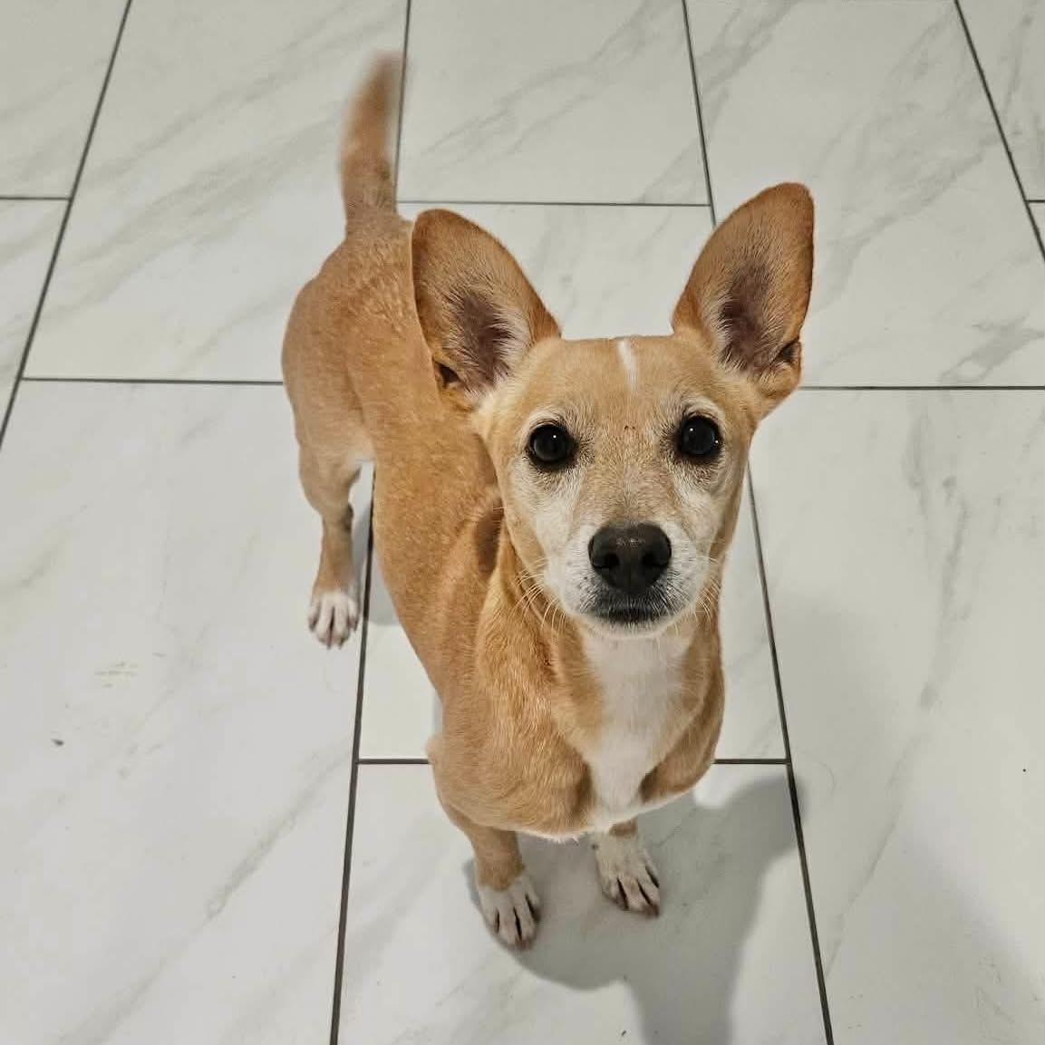 Colby, ADOPTABLE, Adult Male Corgi & Chihuahua.
