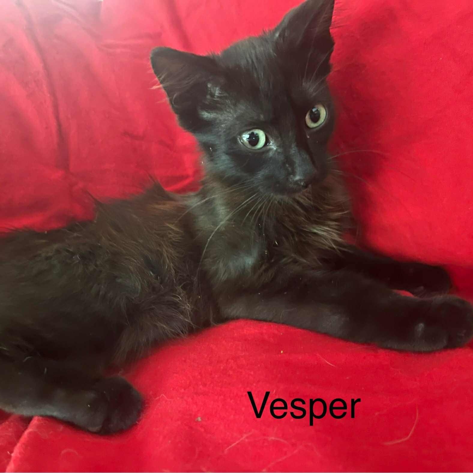 Vesper