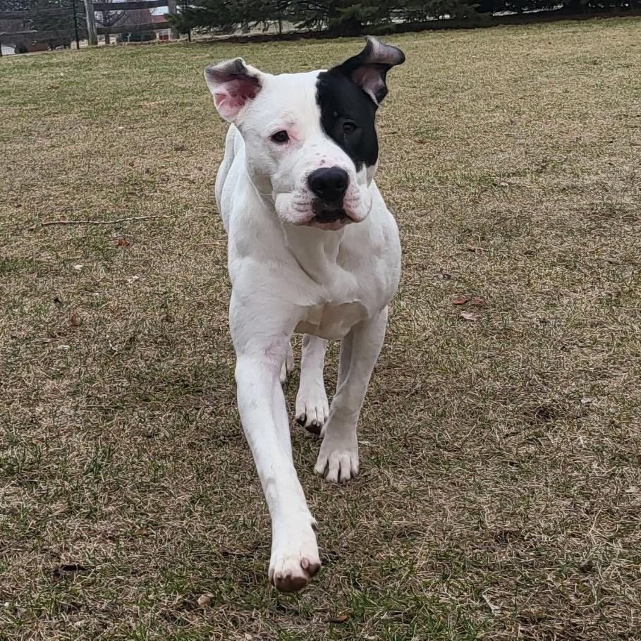Enlarge Rhodes, a Adoptable Pit Bull Terrier in Chicago, IL image 3/6