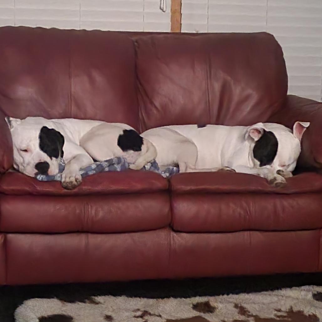 Enlarge Rhodes, a Adoptable Pit Bull Terrier in Chicago, IL image 4/6