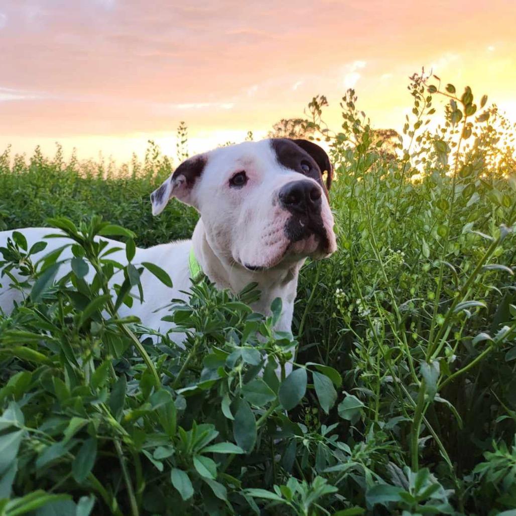 Enlarge Rhodes, a Adoptable Pit Bull Terrier in Chicago, IL image 1/6