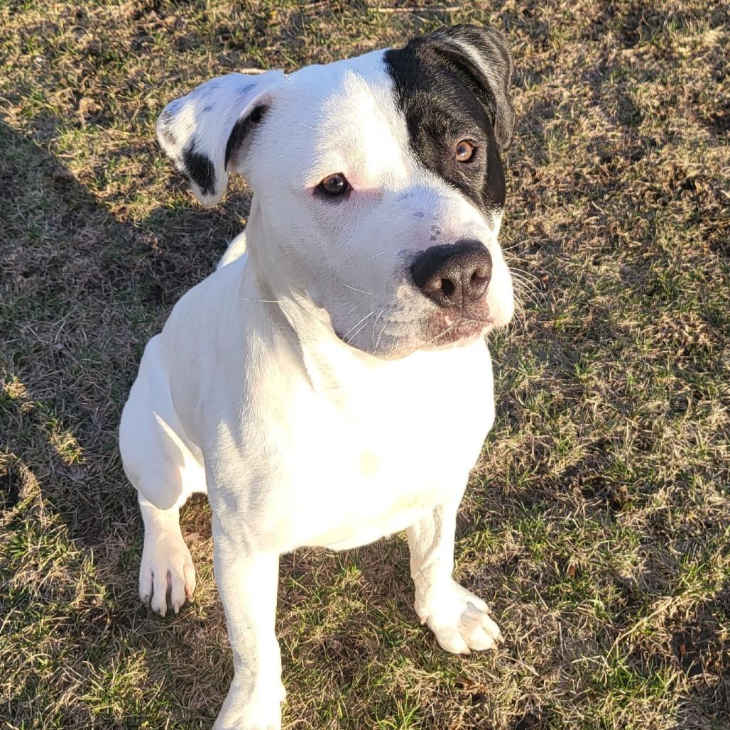 Enlarge Rhodes, a Adoptable Pit Bull Terrier in Chicago, IL image 5/6