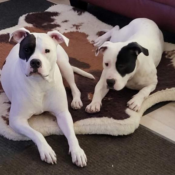 Enlarge Rhodes, a Adoptable Pit Bull Terrier in Chicago, IL image 6/6