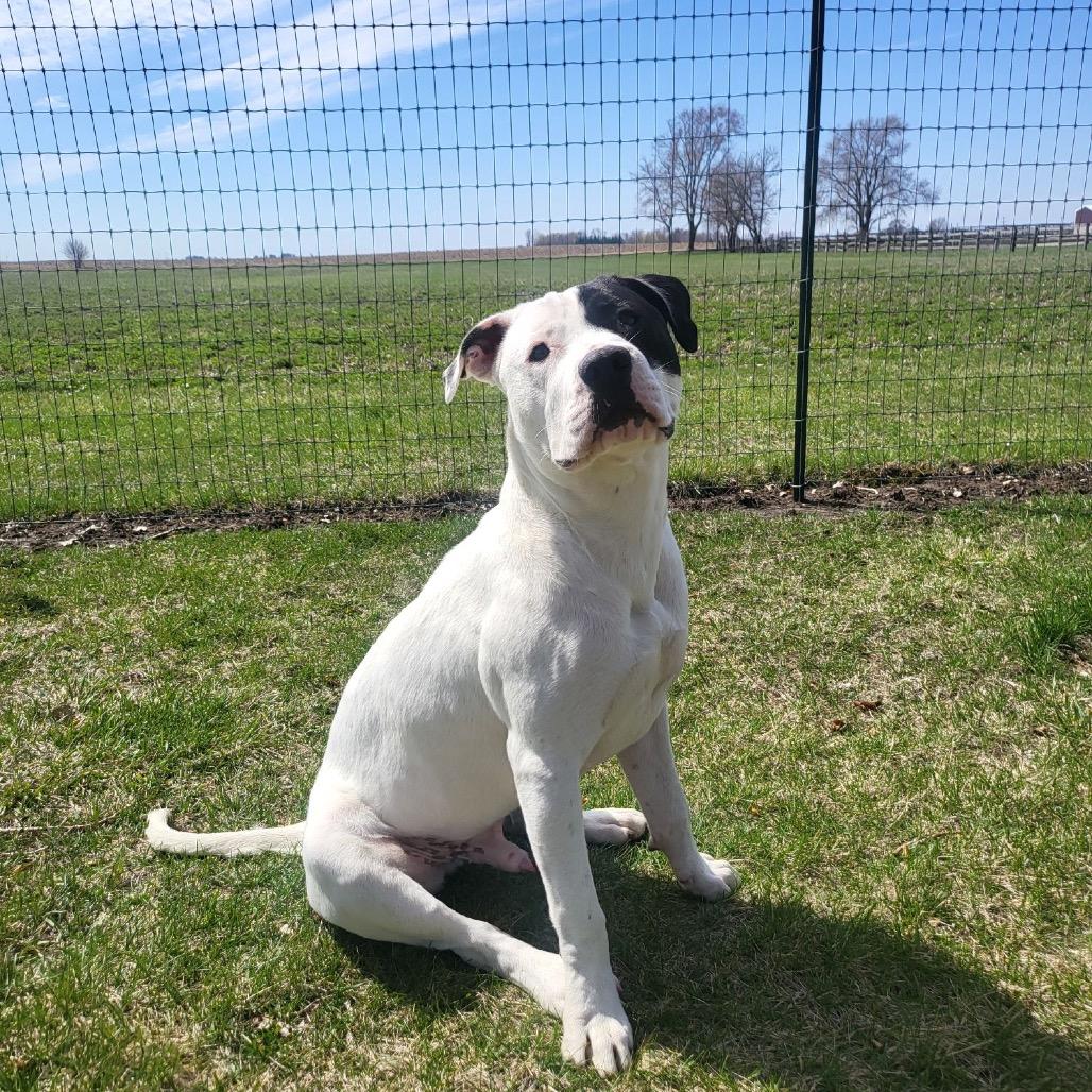 Enlarge Rhodes, a Adoptable Pit Bull Terrier in Chicago, IL image 2/6