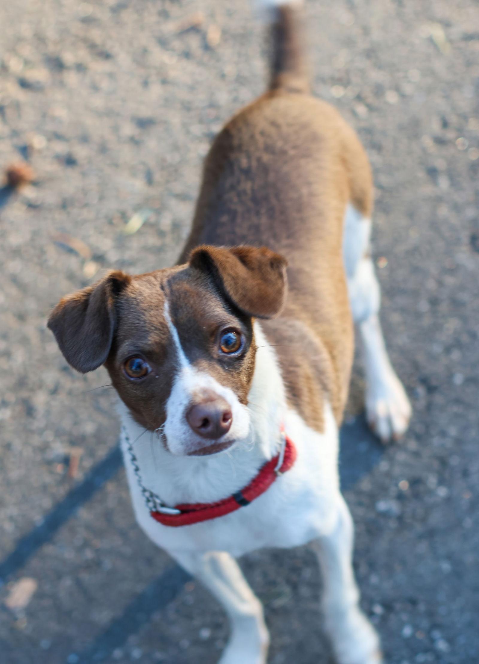 Sriracha Picante thumbnail 3