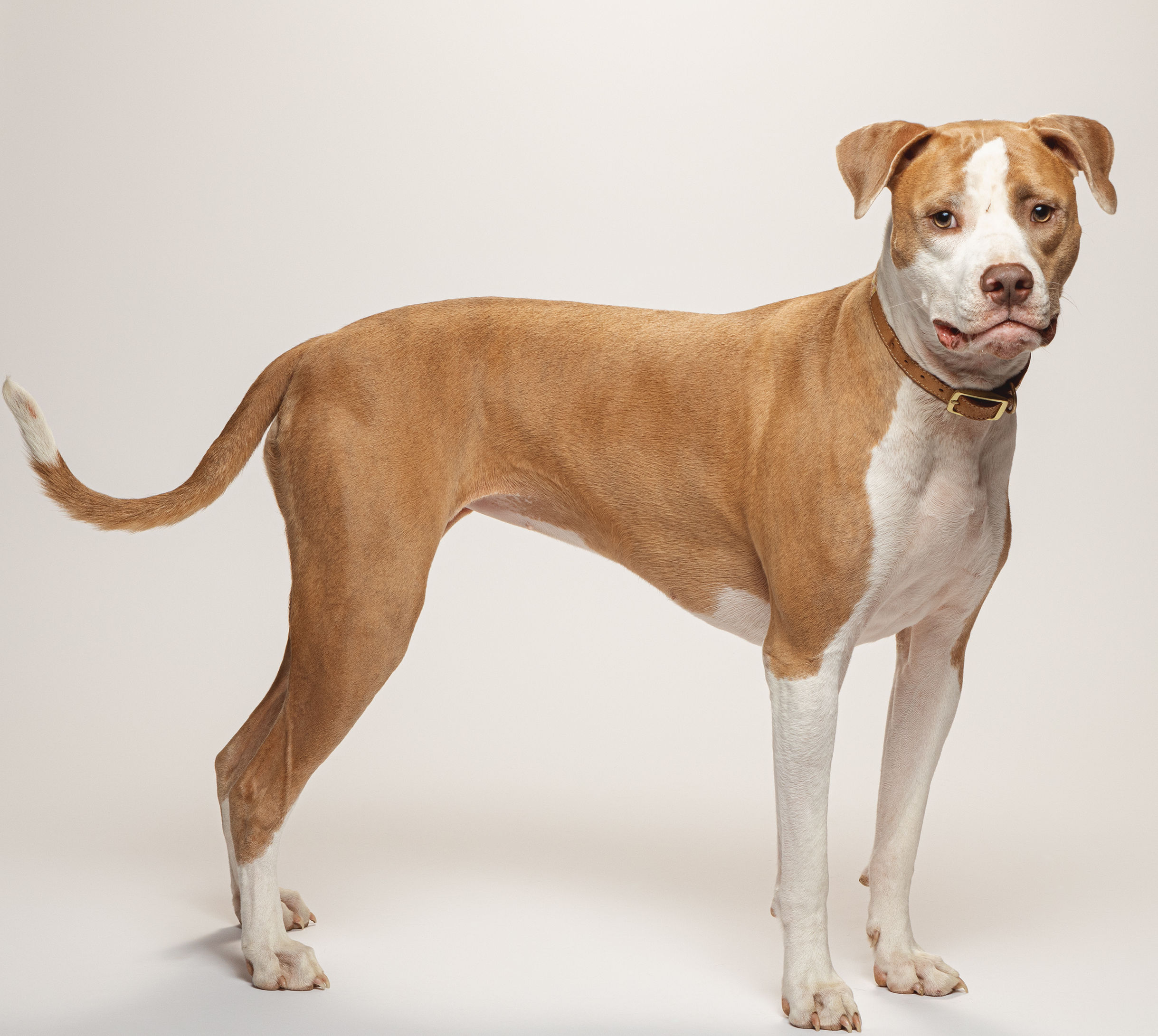 CeCe, Adoptable, Puppy Female Mixed Breed.