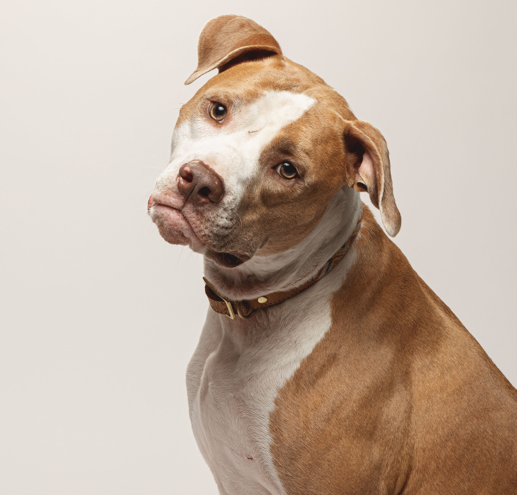 CeCe, a Adoptable mixed breed in Pflugerville, TX image 2/6