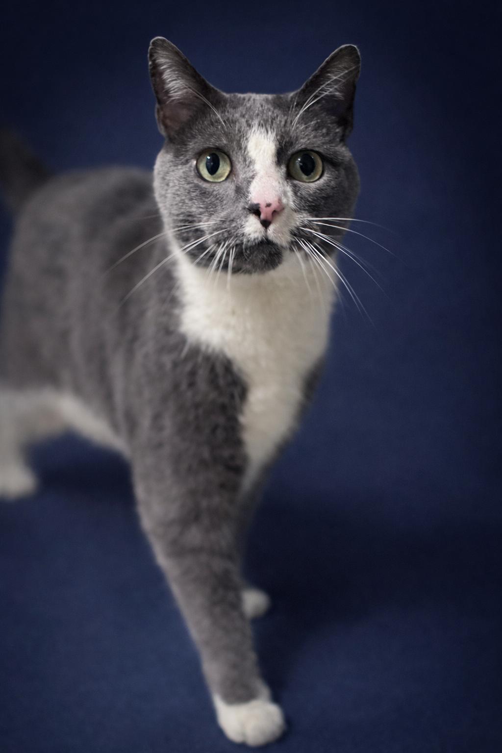 Enlarge Meatloaf, a ADOPTABLE Domestic Short Hair in Rixeyville, VA image 3/3