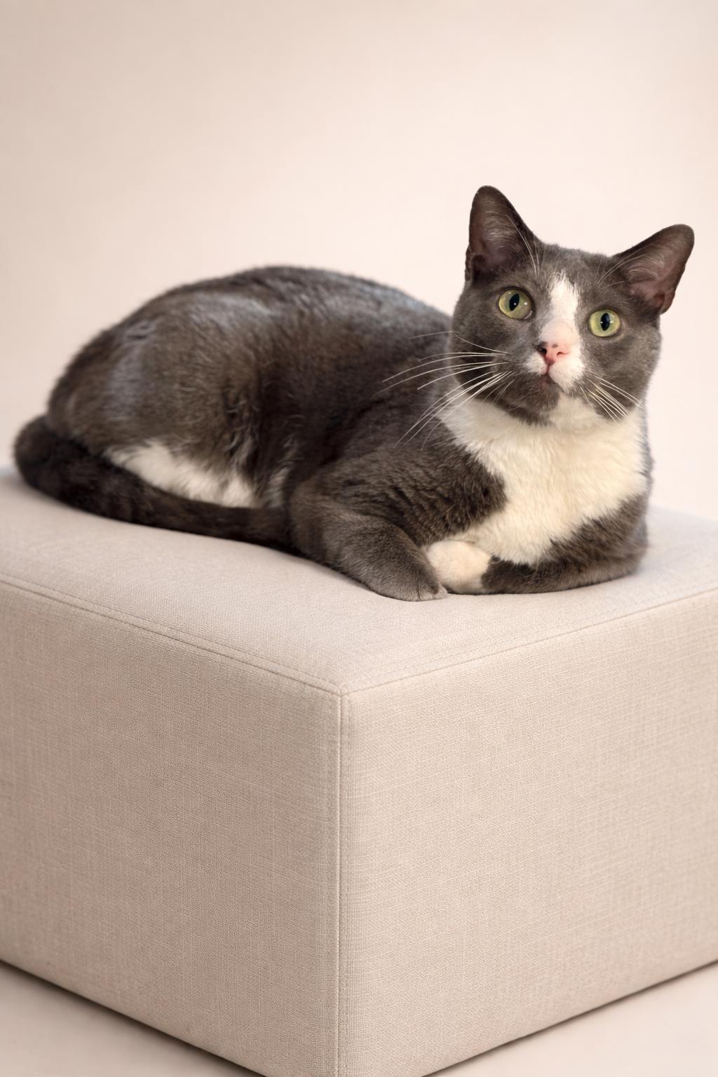 Meatloaf, ADOPTABLE, Adult Male Domestic Short Hair.