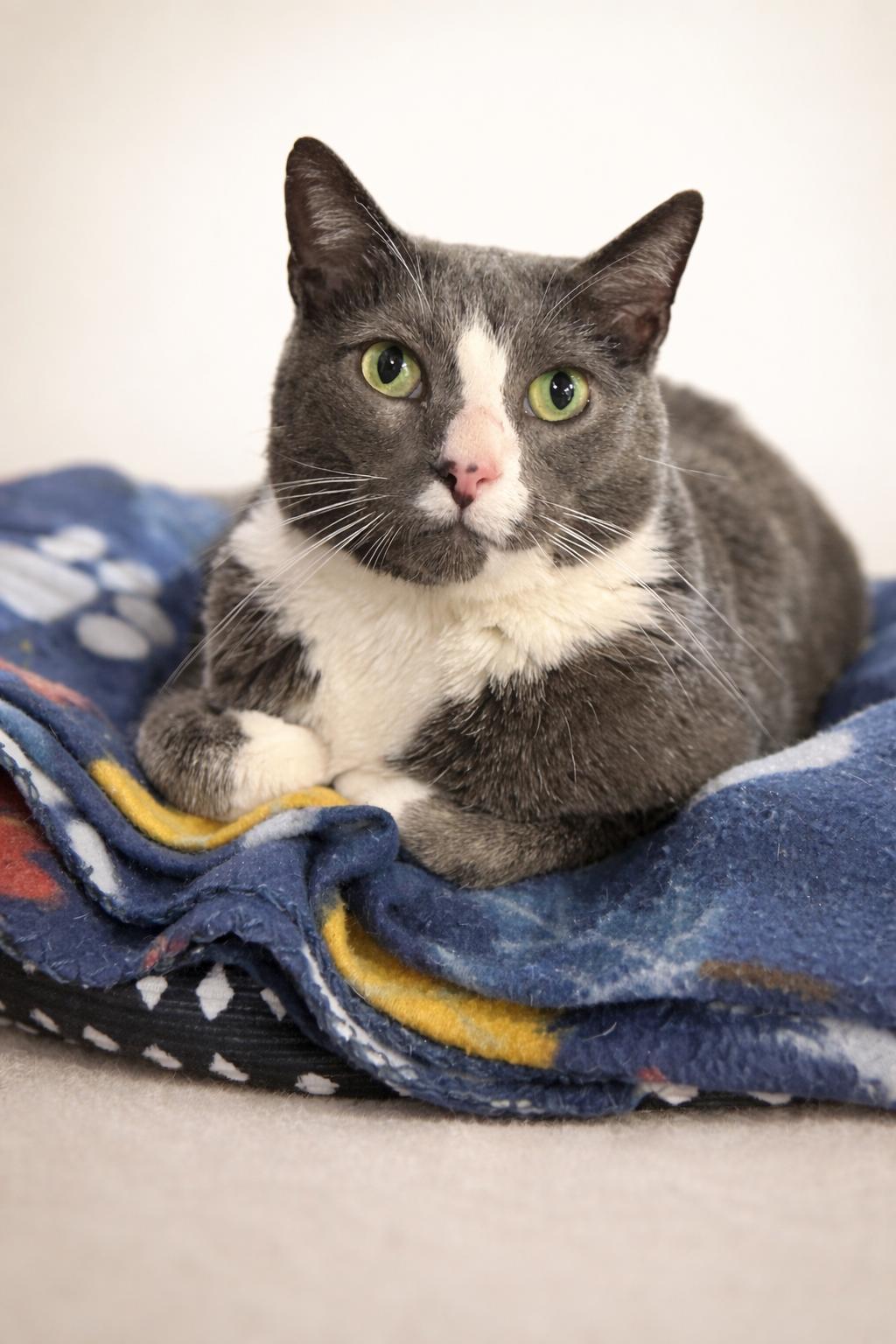 Enlarge Meatloaf, a ADOPTABLE Domestic Short Hair in Rixeyville, VA image 2/3