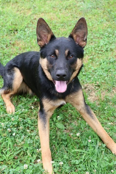 Salty, Adoptable, Adult Male Mixed Breed.