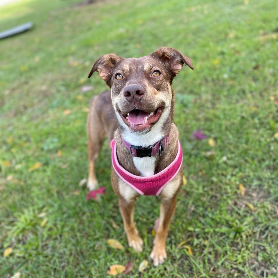 Enlarge Leia, a Adoptable mixed breed in Greensburg, PA image 4/6