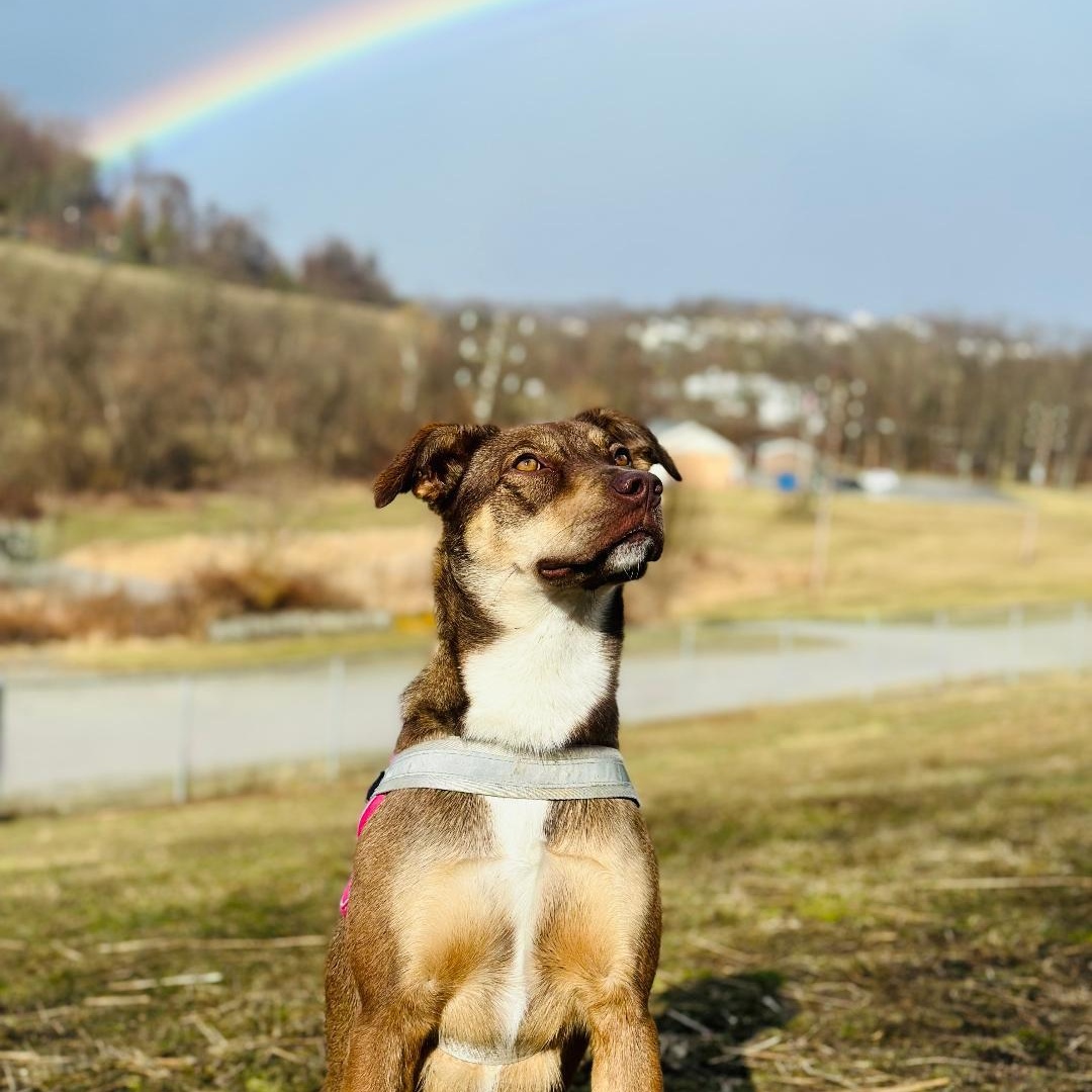 Enlarge Leia, a Adoptable mixed breed in Greensburg, PA image 1/6
