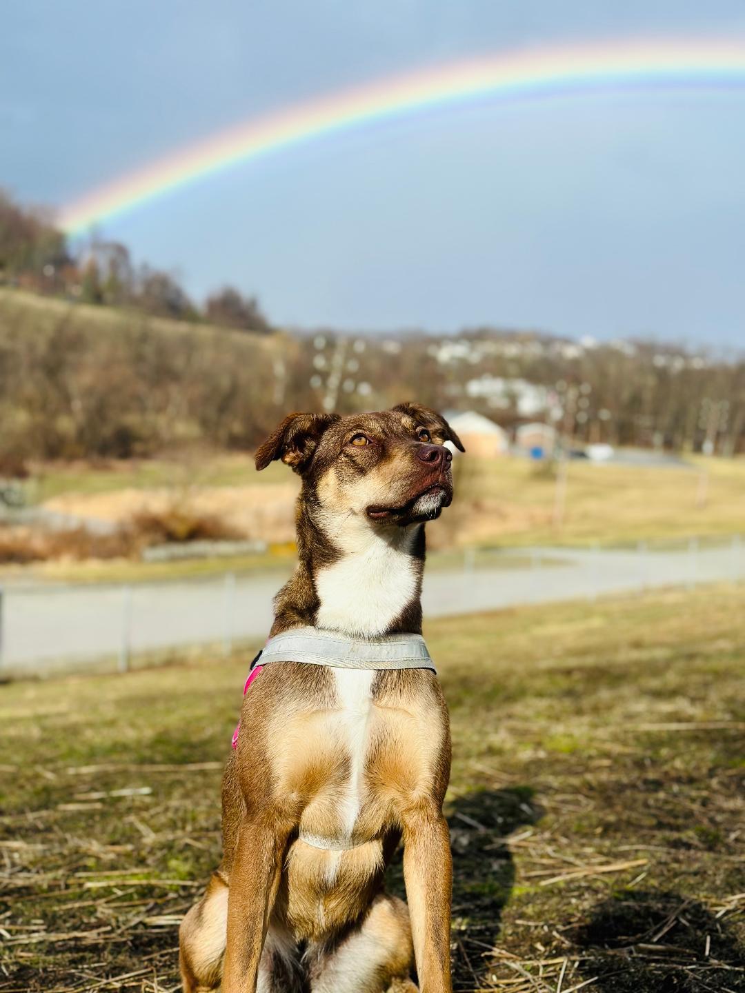Enlarge Leia, a Adoptable mixed breed in Greensburg, PA image 2/6