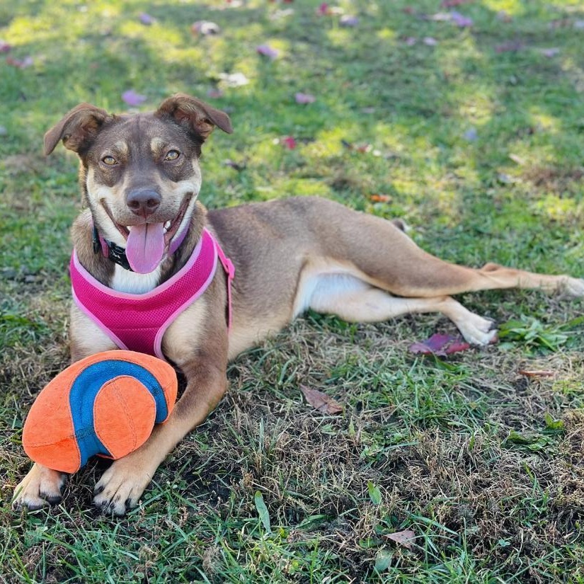 Enlarge Leia, a Adoptable mixed breed in Greensburg, PA image 5/6