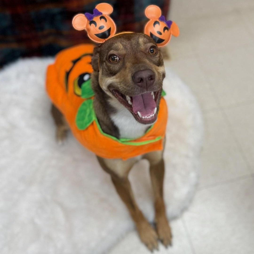 Leia, Adoptable, Adult Female Husky.