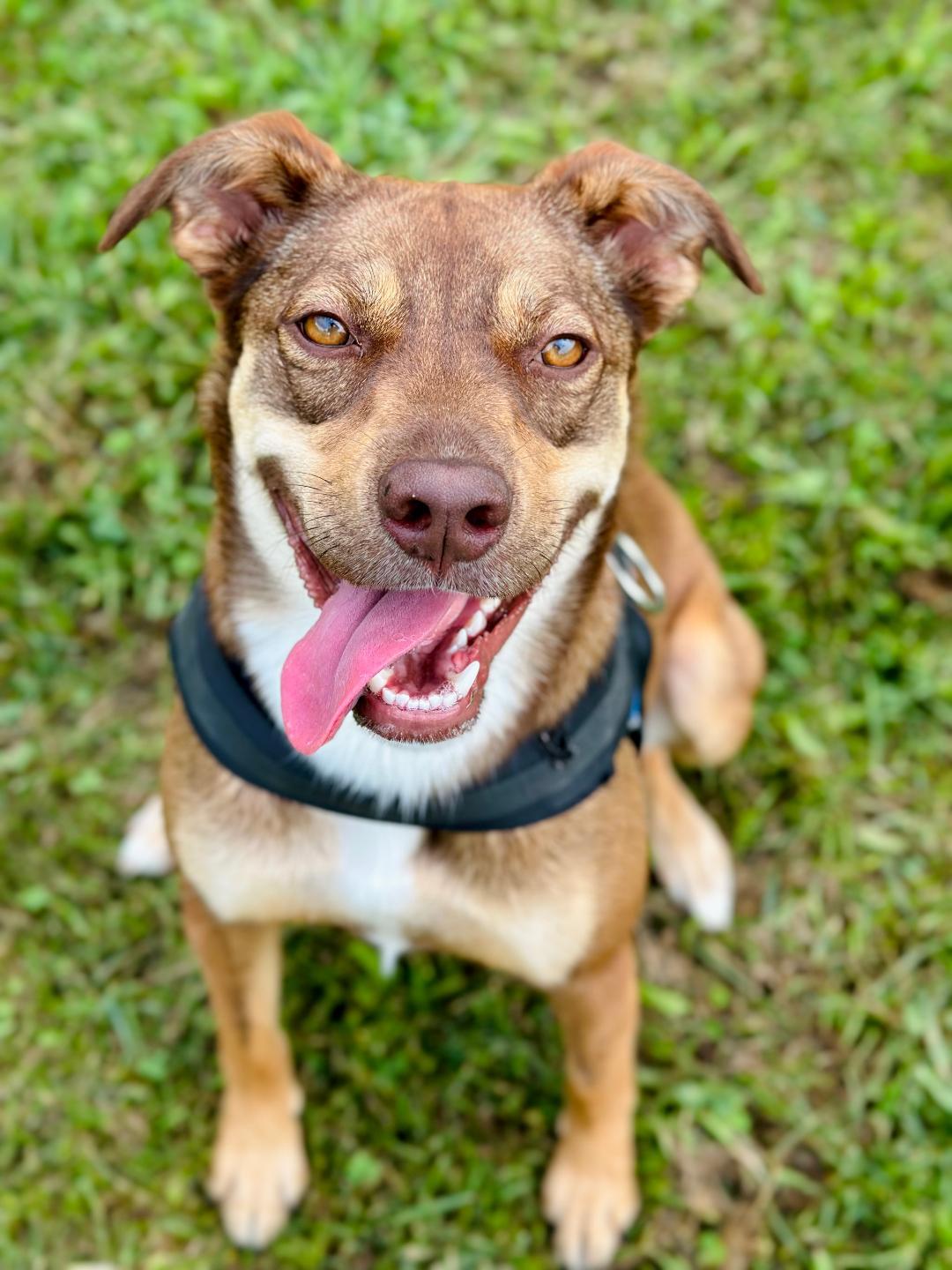 Enlarge Leia, a Adoptable mixed breed in Greensburg, PA image 6/6