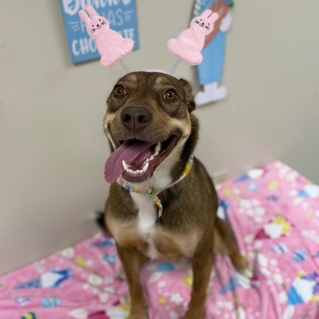 Enlarge Leia, a Adoptable mixed breed in Greensburg, PA image 4/6