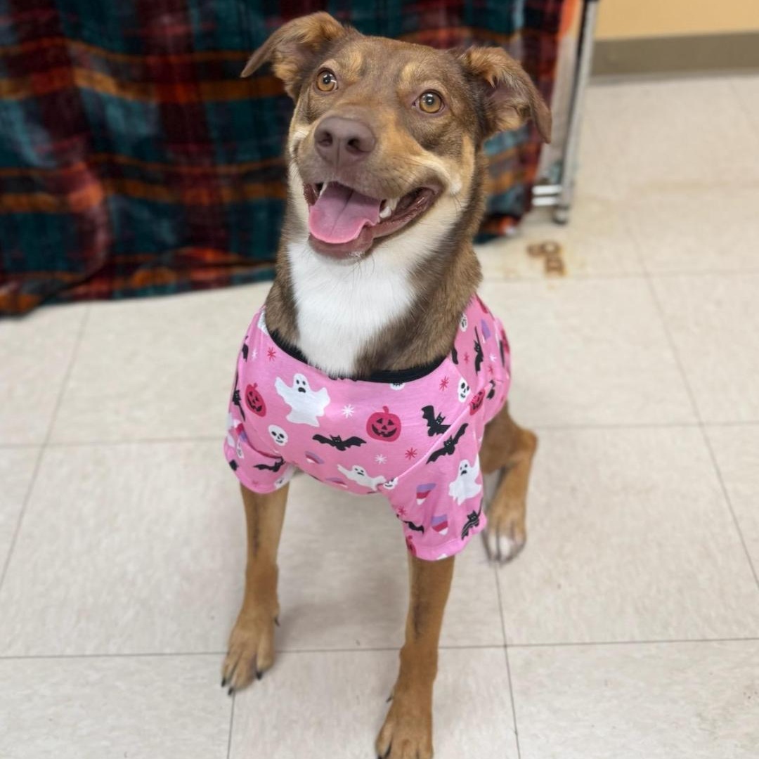 Enlarge Leia, a Adoptable mixed breed in Greensburg, PA image 3/6
