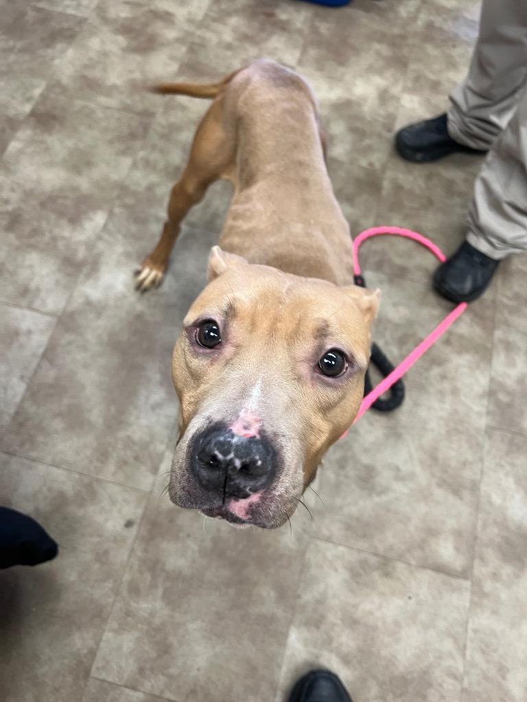 Enlarge Scooby, a Adoptable mixed breed in Springfield, OH image 1/1