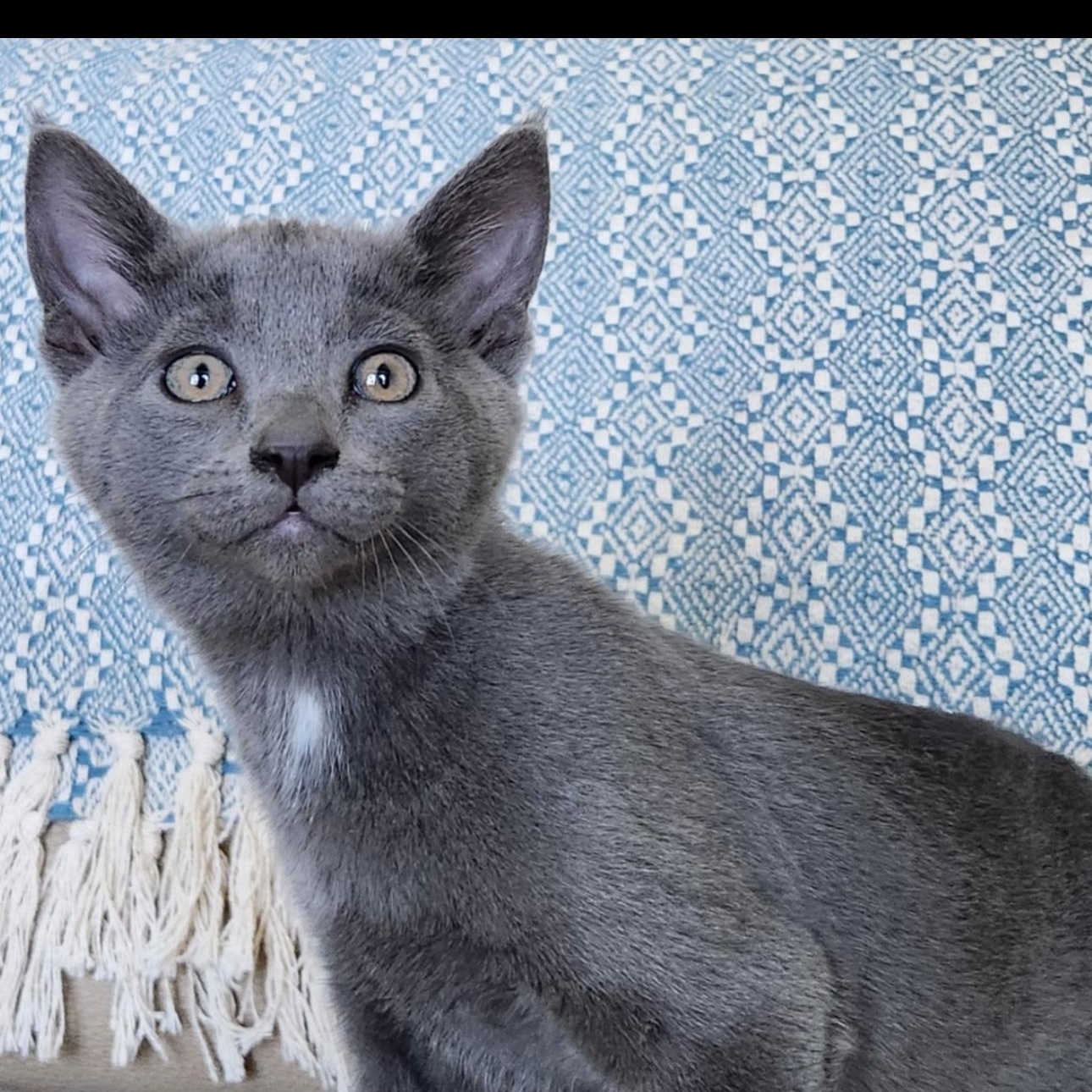 Dusty ( Monica ), Young Female Russian Blue