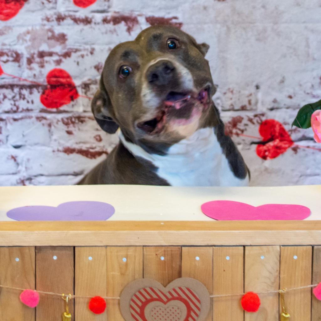 Blue, Adoptable, Senior Female Mixed Breed & Terrier.