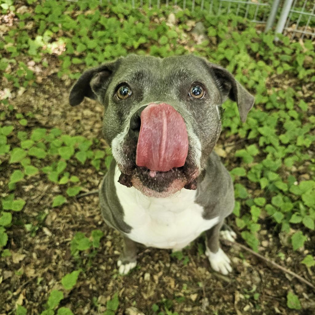 Enlarge Blue, a Adoptable mixed breed in Middletown, NY image 6/6