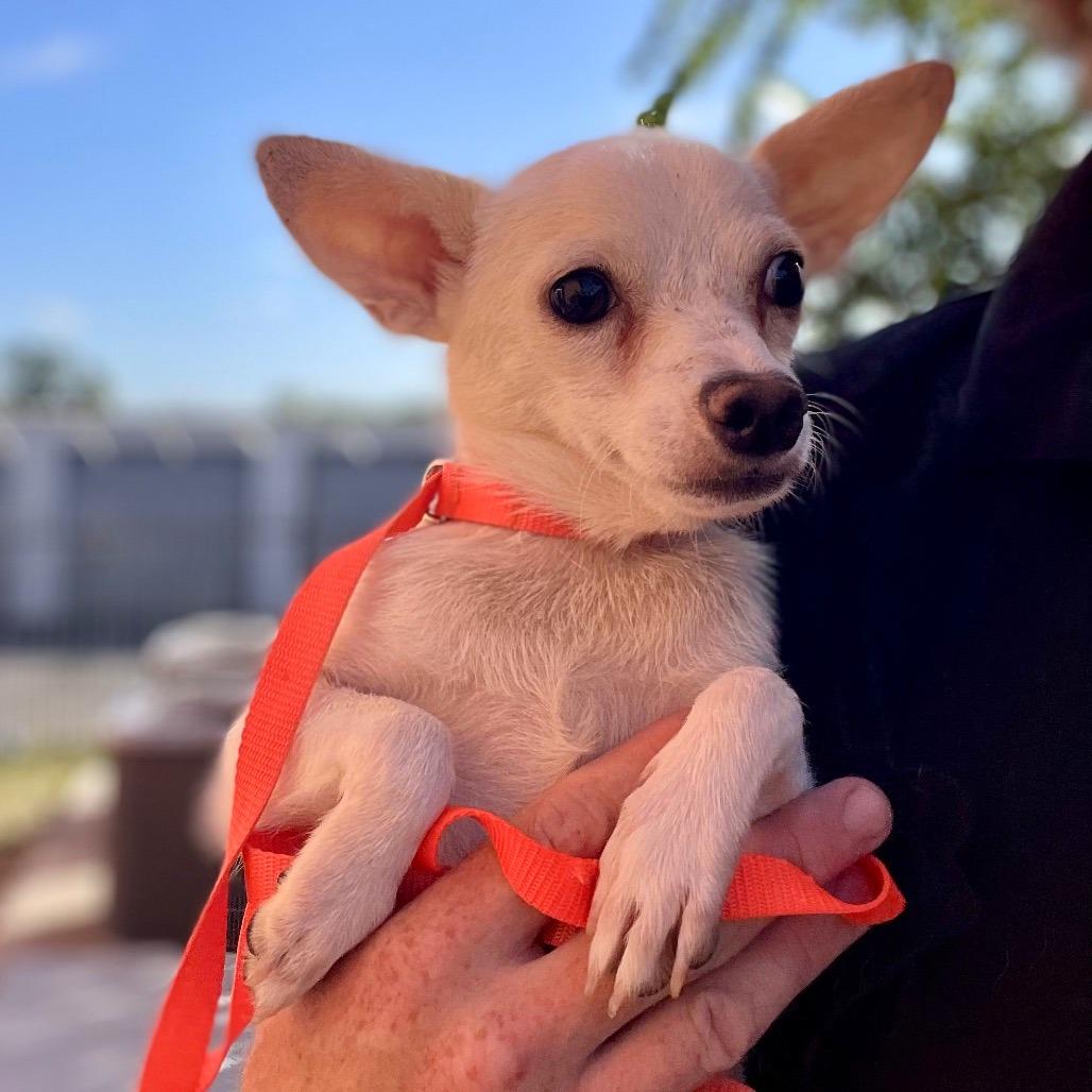 Winston, Adoptable, Adult Male Chihuahua & Mixed Breed.