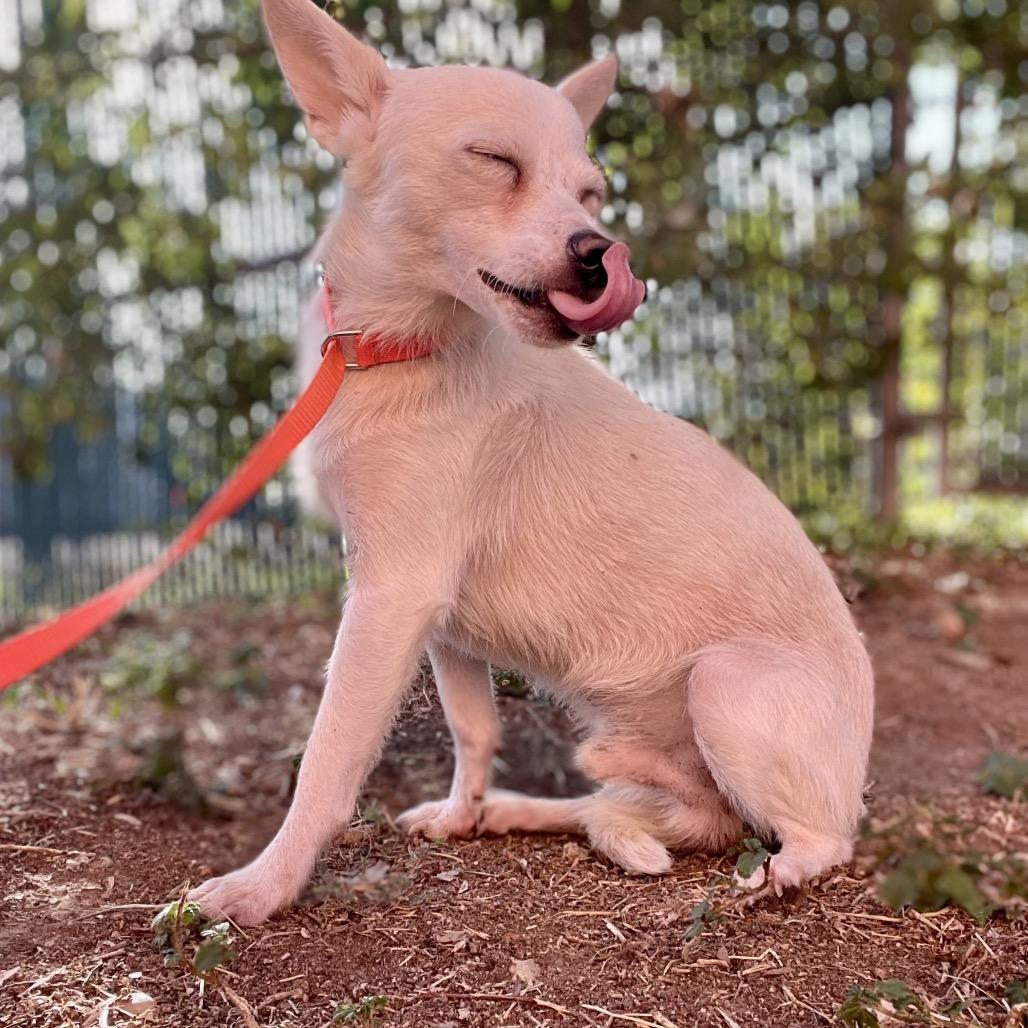 Enlarge Winston, a Adoptable mixed breed in Wimberley, TX image 2/6