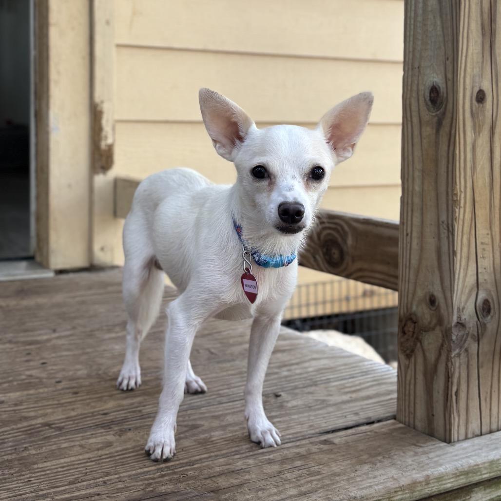 Enlarge Winston, a Adoptable mixed breed in Wimberley, TX image 3/6