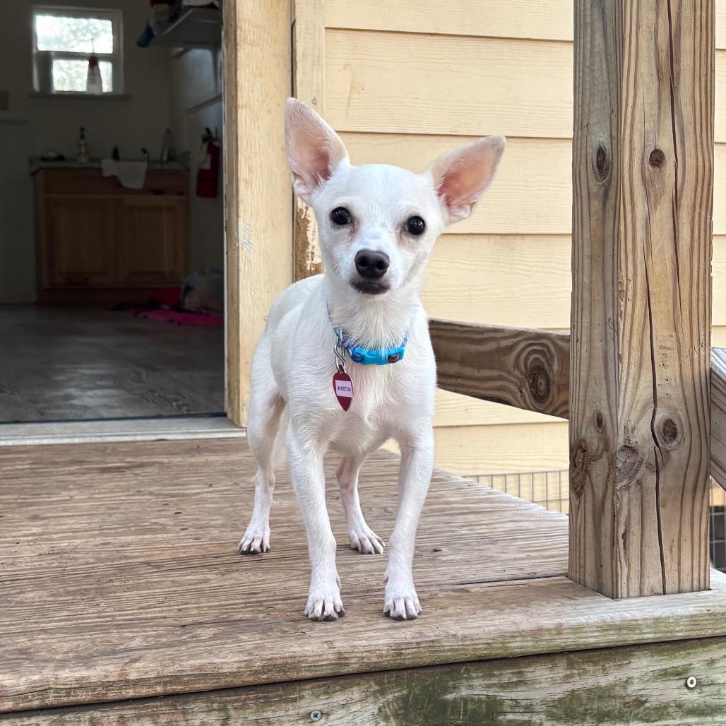 Enlarge Winston, a Adoptable mixed breed in Wimberley, TX image 4/6